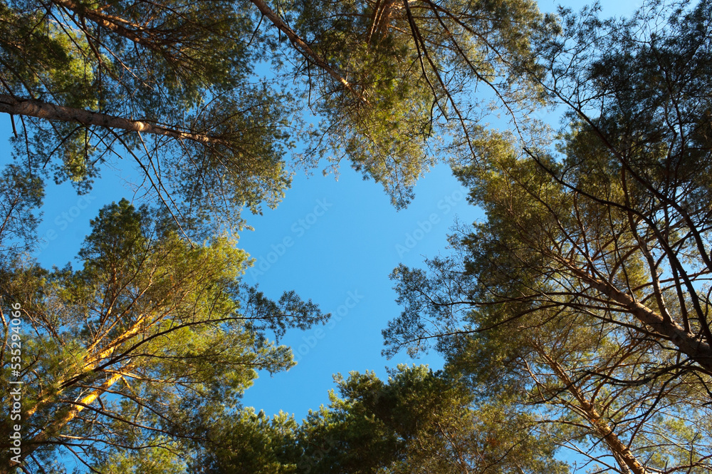 coniferous trees in the forest, in the photo trees and tree branches against the blue sky view from below coniferous trees in the forest, in the photo trees and tree branches against the blue sky view from below