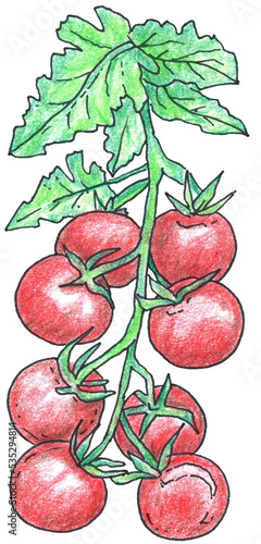 Brush of eight large tomatoes on a transparent background. Tomatoes branch. Colored pencil illustration. Isolated vegetables illustration. Hand drawn elements for food design, Italian restaurant menu.