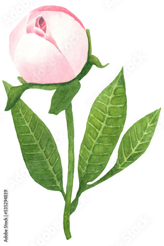 Watercolor Pink Peony illustration. Watercolor painted peony flower. Isolated on transparent background. Design for print, vintage poster, wallpapers, textiles. Rose peony. Watercolour PNG
