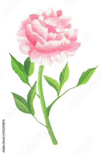 Watercolor Pink Peony illustration. Watercolor painted peony flower. Isolated on transparent background. Design for print, vintage poster, wallpapers, textiles. Rose peony. Watercolour PNG
