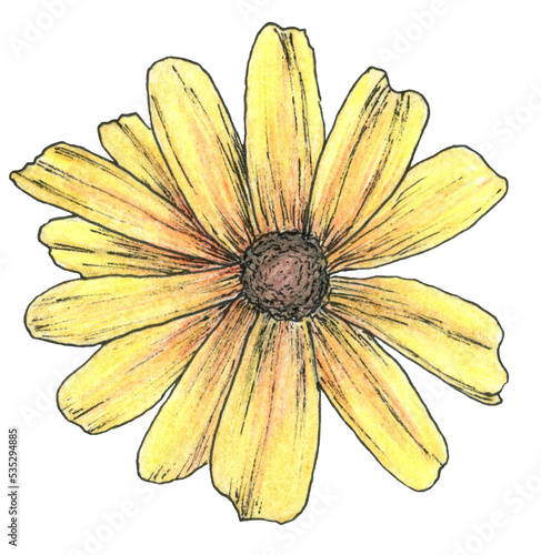Illustration of colourful daisy flower isolated on transparent background. Pen drawing manual graphics.  Design for print, vintage poster, wallpapers, textiles. Chamomile, calendula. Watercolor png