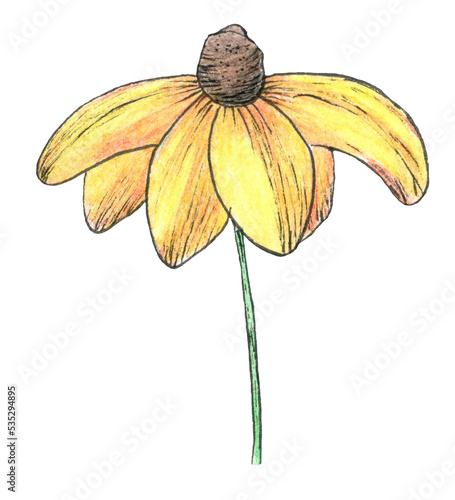 Illustration of colourful daisy flower isolated on transparent background. Pen drawing manual graphics.  Design for print, vintage poster, wallpapers, textiles. Chamomile, calendula. Watercolor png