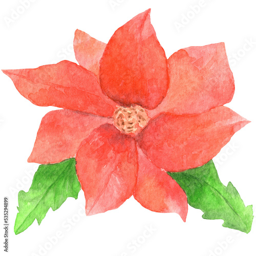 Hand drawn watercolor Christmas star flower. Christmas celebration. Holidays New Year. Hand drawn food illustration. Cafeteria menu, beverage, bakery. Biscuit png watercolour drawing. 