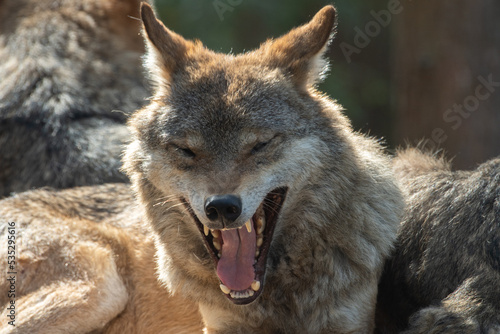 Grey wolf yawning