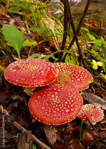 A group of Amanita muscaria mushrooms