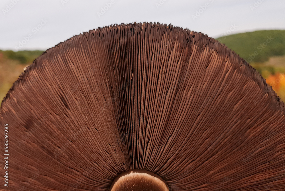 The lamellae of a Macrolepiota procera mushroom The lamellae of a Macrolepiota procera mushroom