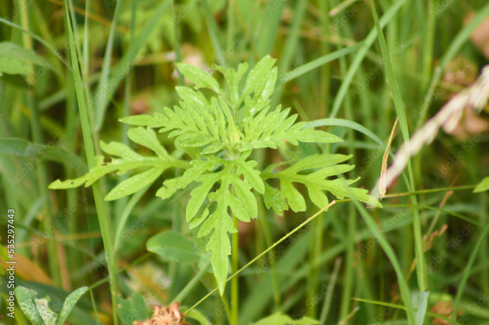 Ambrosia. Closeup of annual ragweed leaves with selective focus on foreground Ambrosia. Closeup of annual ragweed leaves with selective focus on foreground