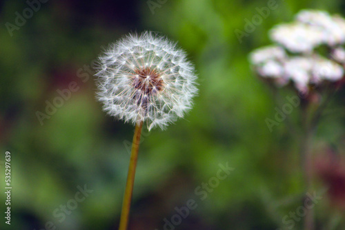 dandelion head