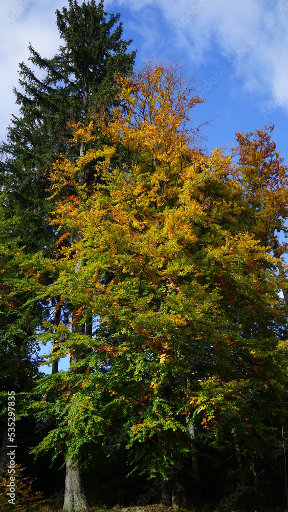 Fototapeta premium Herbstwald 
