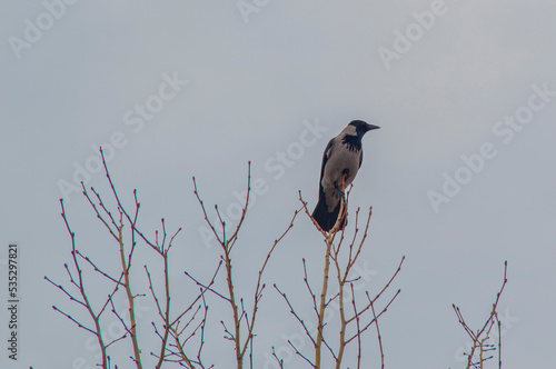 crowned night heron on a branch