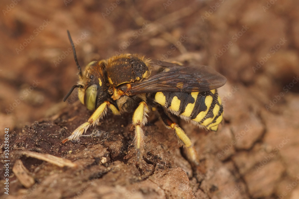 Closeup on the yellow striped Lot's Woolcarder solitary bee, Anthidium loti sitting on wood Closeup on the yellow striped Lot's Woolcarder solitary bee, Anthidium loti sitting on wood
