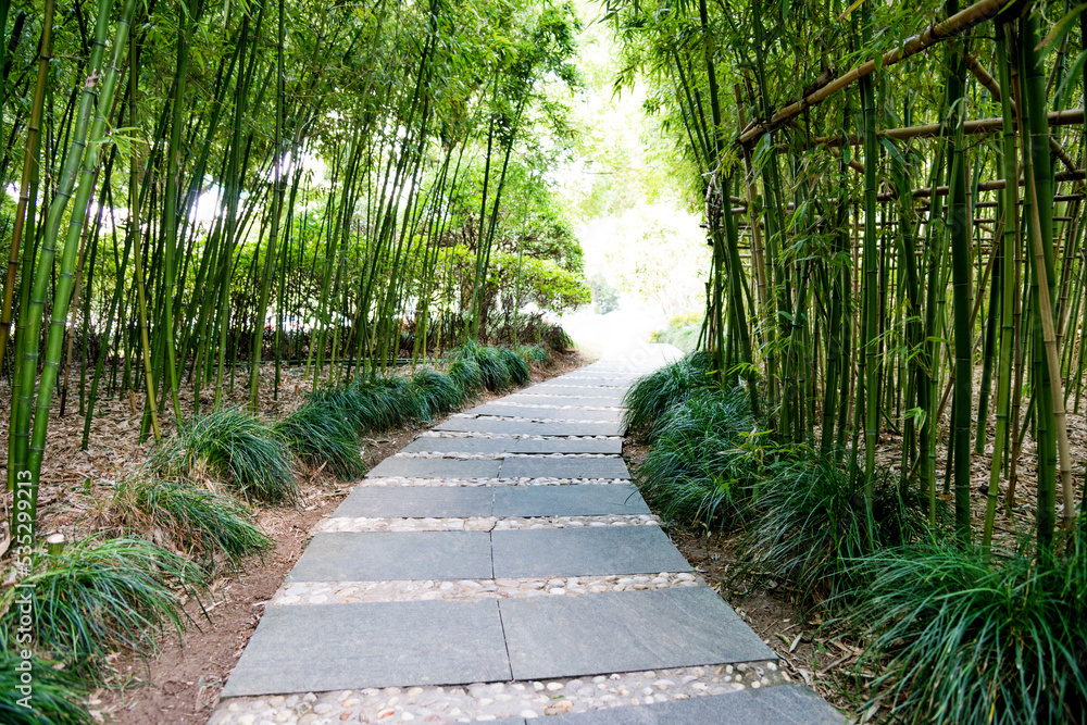 Stone walkway is surrounded by bamboo Stone walkway is surrounded by bamboo