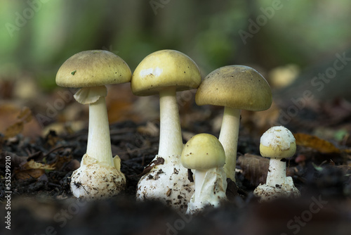 The death cap (Amanita phalloides) is a deadly poisonous mushroom that causes the majority of fatal mushroom poisonings photo