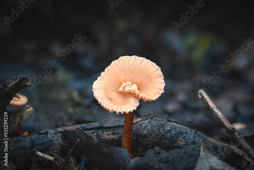 specimen of Laccaria laccata or Waxy laccaria mushrooms, edible and delicious, but very small, shot in natural habitat, all sides visible, horizontal orientation photo