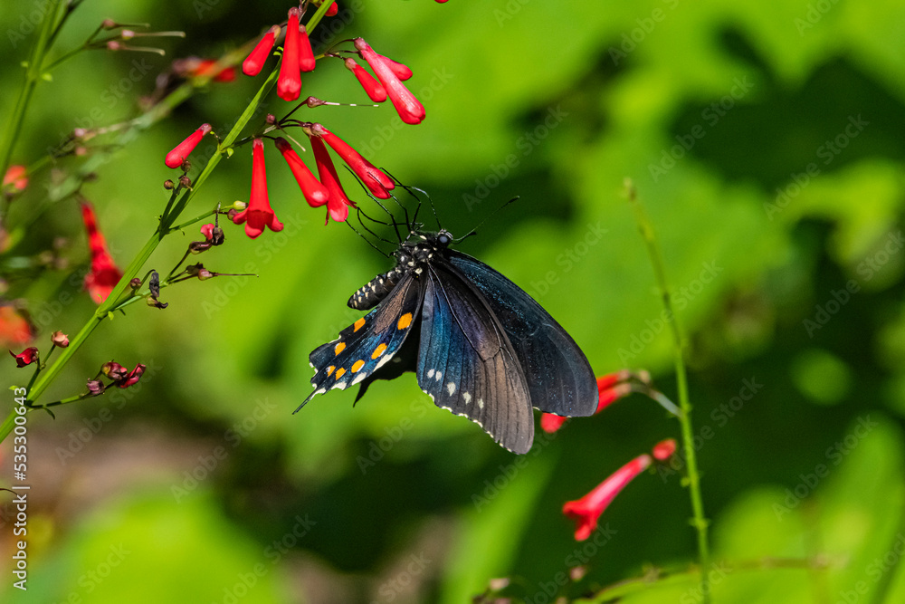Pipevine Swallowtail Butterfly (Battus philenor) Feeding on Firecracker Plant (Russelia equisetiformis) Blooms Pipevine Swallowtail Butterfly (Battus philenor) Feeding on Firecracker Plant (Russelia equisetiformis) Blooms