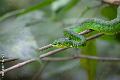 Close up photo of a Green Pit viper (Trimeresurus macrops).