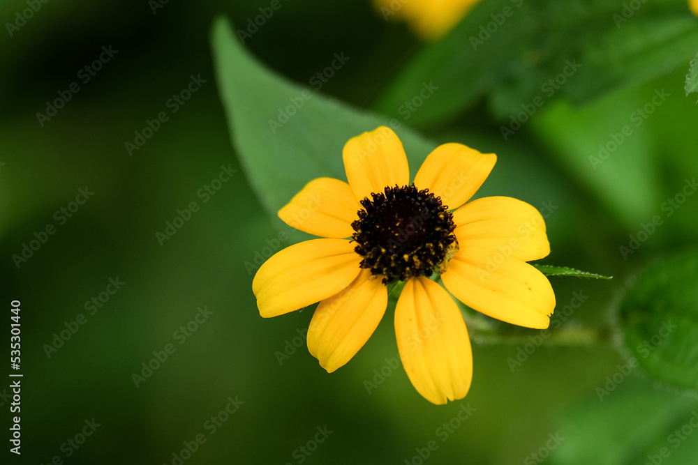 Obraz premium Macro photography of a flower: detail shot of a flower with background blur