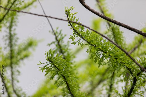 green leaf on branch of Mexican Calabash ( Crescentia alata Kunth ), ornamental plants