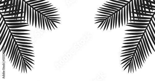 Black leaves of palm tree