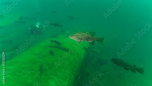 Large mouth bass micropterus salmoides swimming above a yellow school bus