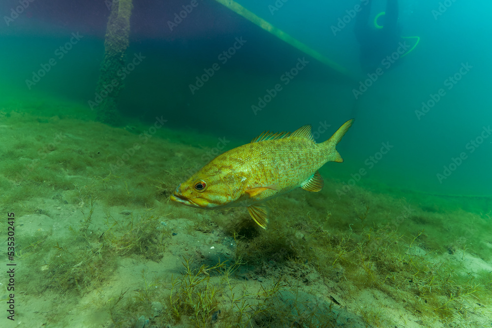 Naklejka premium Large Mouth Bass micropterus salmoides swimming across the bottom in green water