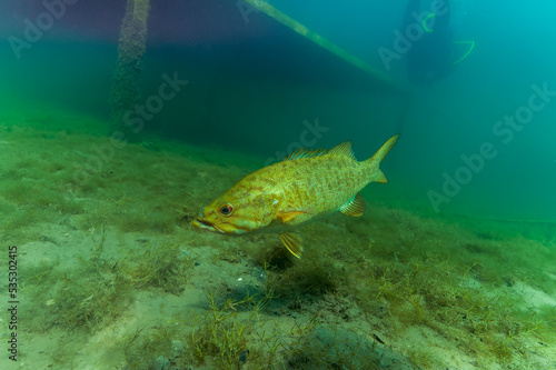 Large Mouth Bass micropterus salmoides swimming across the bottom in green water