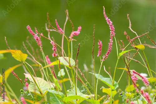 Wallpaper Mural Macro photography of a flower: detail shot of a flower with background blur Torontodigital.ca