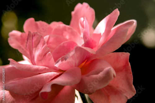 Fototapeta Naklejka Na Ścianę i Meble -  Macro photography of a flower: detail shot of a flower with background blur