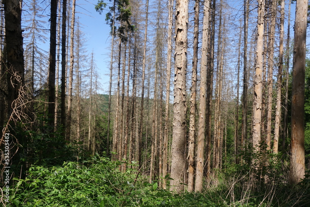 Fototapeta premium Waldsterben im Westerwald