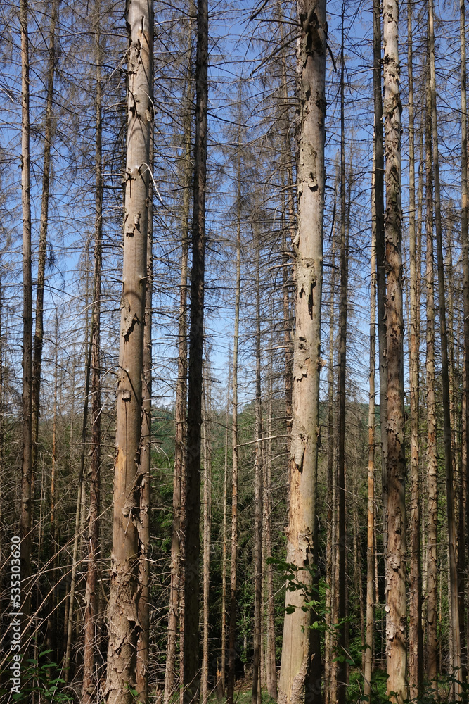 Fototapeta premium Waldsterben im Westerwald