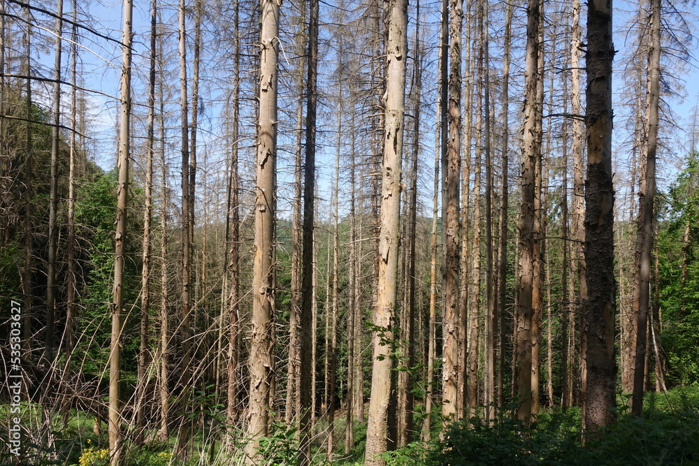 Waldsterben im Westerwald Waldsterben im Westerwald