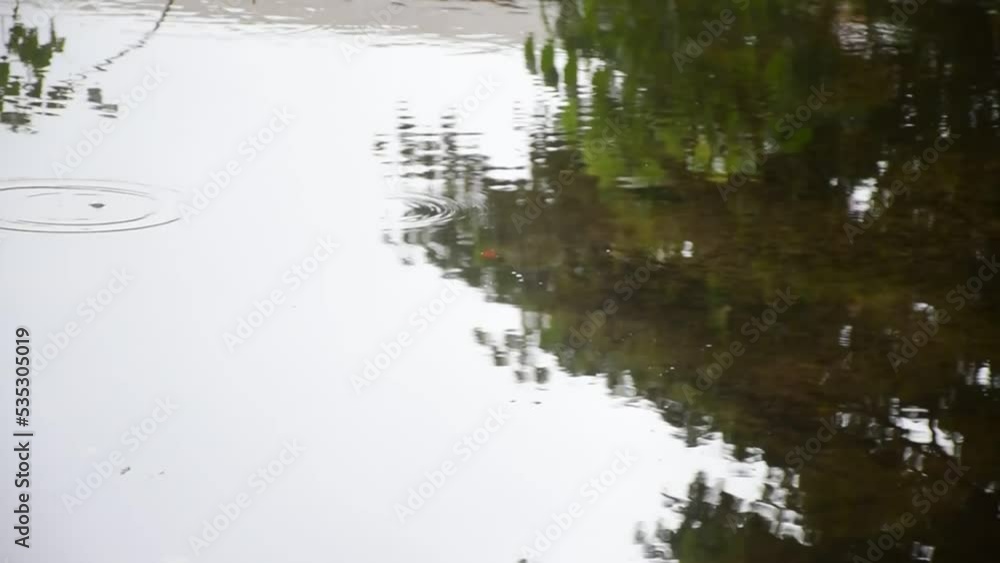 Nature's Jewels: Captivating Water Droplets After the Rain - Stock Footage Nature's Jewels: Captivating Water Droplets After the Rain - Stock Footage