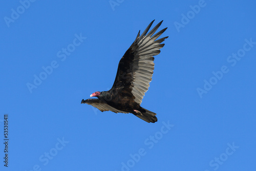 Turkey vulture with red head and black feathers soaring in isolated pose against clear blue sky