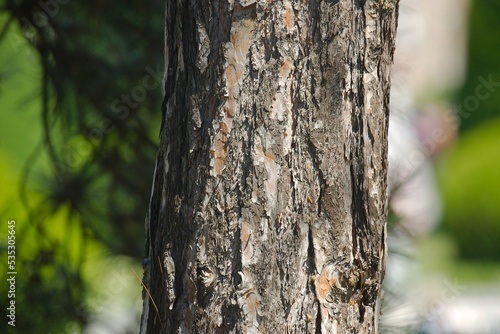 Fototapeta Naklejka Na Ścianę i Meble -  Tree trunk in a forest