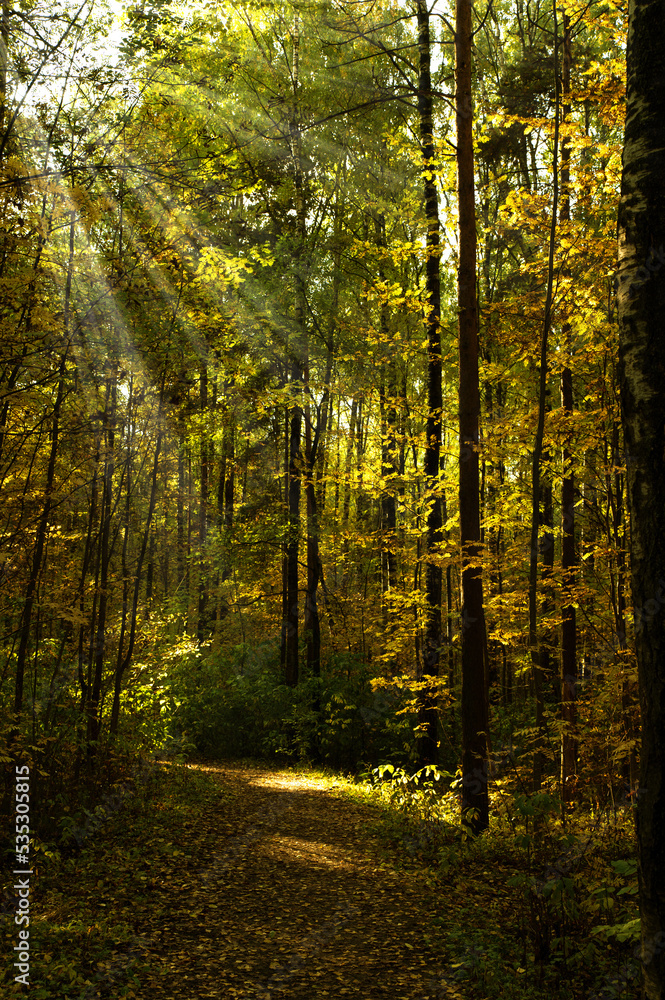 Autumn forest with yellow foliage and bright rays of the sun
