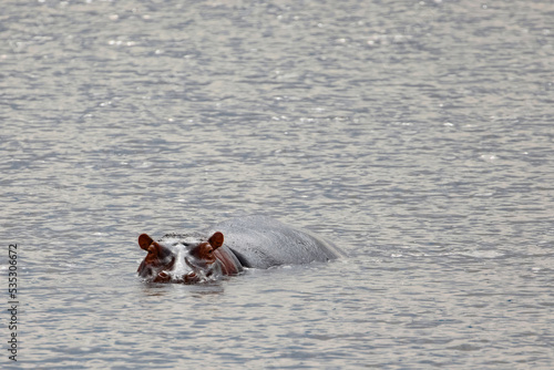 one large adult hippos are swimming very close on the lake and looking at the camera. seen in detail. Africa, Tanzanian nazional park Ngorongoro photo