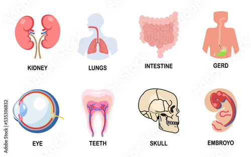 Different human organs. kidney, lungs, intestine, eyes, teeth, skull, embryo. human anatomy. flat vector illustration.