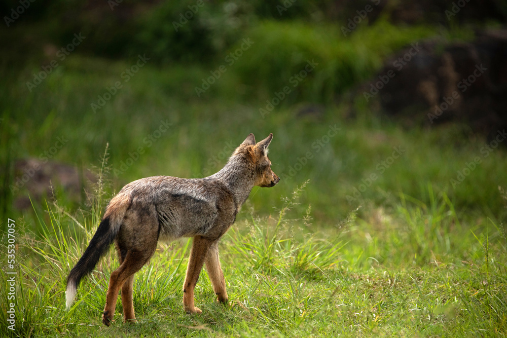 striped jackal walks along the animal path, side view, head lowered, looking forvard. African savanna, Ngorongoro National Park. close up striped jackal walks along the animal path, side view, head lowered, looking forvard. African savanna, Ngorongoro National Park. close up