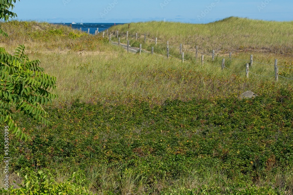 Beach plum and beach rose shrub cover sands with beach grass over the dunes on Plum Island