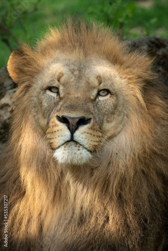 Katanga Lion or Southwest African Lion  panthera leo bleyenberghi. Head Close Up. Natural Habitat. Big lion with dark mane in the green grass in the savanna.Portrait of an african lion in the green.