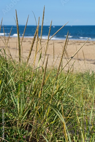 Beach grass going to seed at edge of Atlantic Ocean sandy beach
