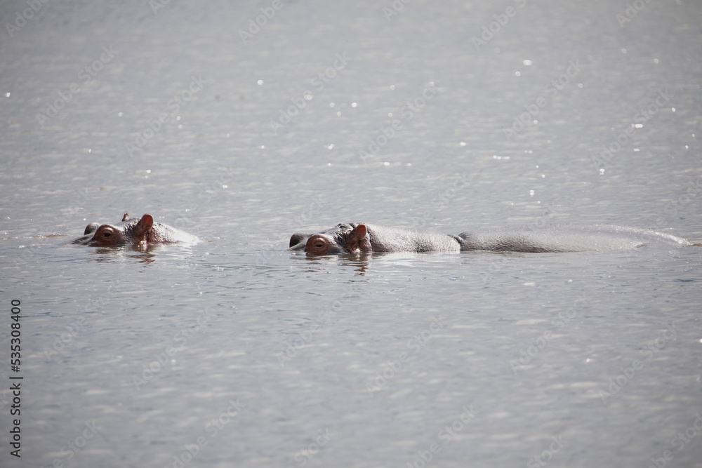 Fototapeta premium two large adult hippos are swimming very close on the lake and looking at the camera. seen in detail. Africa, Tanzanian nazional park Ngorongoro