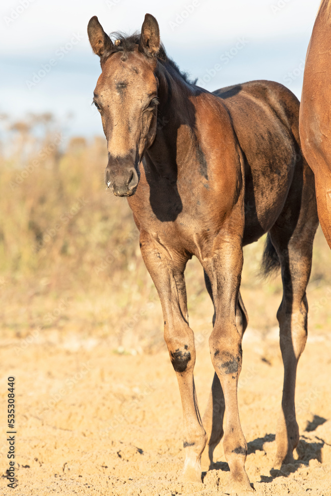 Fototapeta premium portrait of beautiful black- brown colt posing with mom at sand manege. sunny fall day