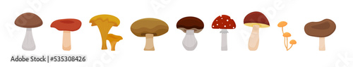 Vector cartoon mushrooms. Poisonous and edible mushrooms. Set of wild mushrooms. Vector illustration.