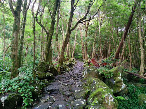 hiking trail through a magical ancient forest direction  pozo da alagoinha at flores island at Azores, portugal.
 photo