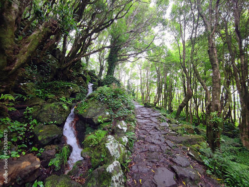 hiking trail through a magical ancient forest direction  pozo da alagoinha at flores island at Azores, portugal.
