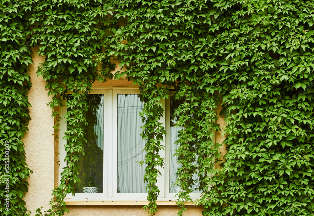 Window surrounded by green leaves. Window surrounded by green leaves.