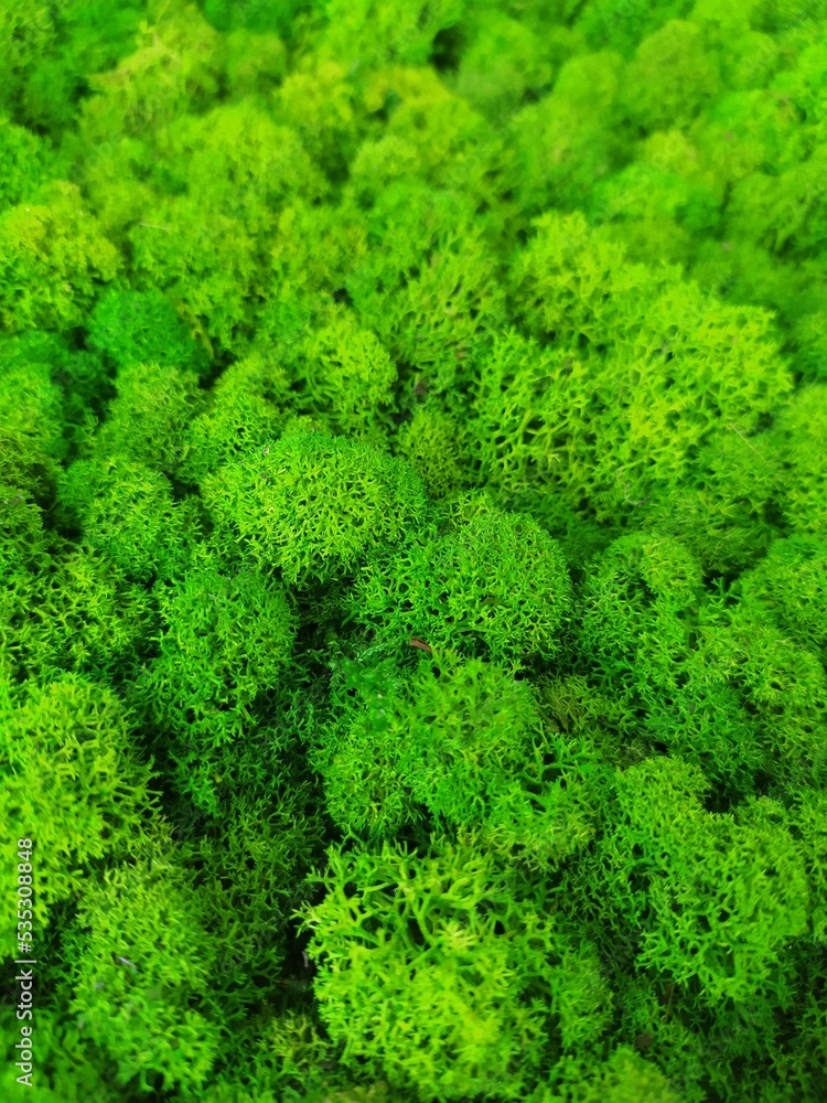 close up of  moss