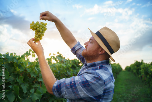 Konstfotografi Cheerful bearded male farmer and hat smiling and inspecting bunch of fresh grapes during harvest on vineyard
