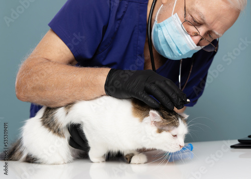 An elderly veterinarian with a stethoscope and a mask examines a cat in a veterinary hospital, close-up, light background